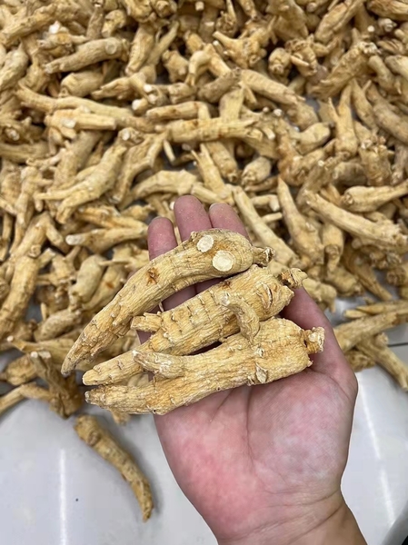 ginseng7.jpg